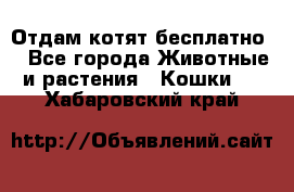 Отдам котят бесплатно  - Все города Животные и растения » Кошки   . Хабаровский край